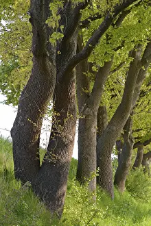 Central Europe Tree Scene Prints: Deciduous trees, oak trees (Quercus)