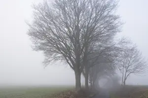 Deciduous Oak Trees Print, North Rhine-Westphalia, Germany