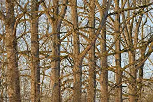 Poplar Tree Prints: Deciduous trees, poplar (Populus)