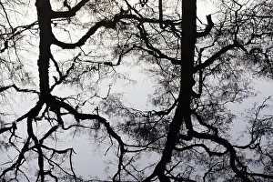 Water Surface Reflections Europe Prints: Deciduous trees reflected on the water surface