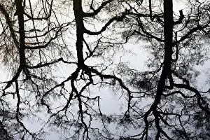 German Waterfront Scenes Prints: Deciduous trees reflected on the water surface