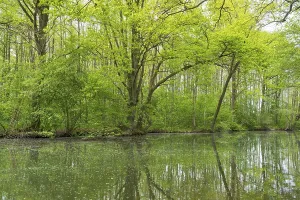 Springtime Forest Landscape Photo Prints: Deciduous trees with reflections on Lake Muritz