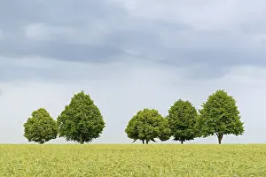 Cornfield Landscape Photography Prints: Deciduous trees, row of trees in a green cornfield
