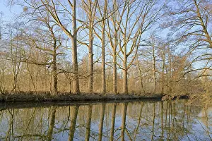 Nice Weather Waterfront Scene Prints: Deciduous trees on the shore, reflection on the water surface