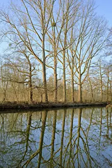 German Waterfront Scene Prints: Deciduous trees on the shore, reflection on the water surface