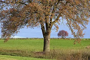 Autumn Mood In Germany Prints: Deciduous trees, soltary trees