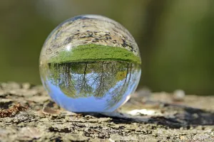 Deciduous Trees In Spring Prints: Deciduous trees in spring, reflected in a glass sphere