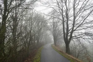 German Countryside Winter Prints: Deciduous trees by the wayside