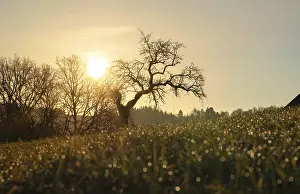 Solitary Tree Germany Prints: Deep view of a single tree without leaves with grass in the foreground