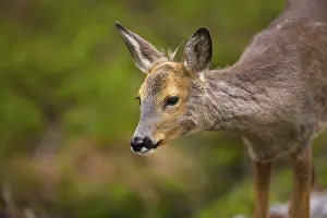 Norwegian Wildlife Prints: A deer in Norway