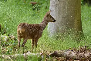 Roe Deer Habitat Prints: A deer stands in the greenery next to a tree