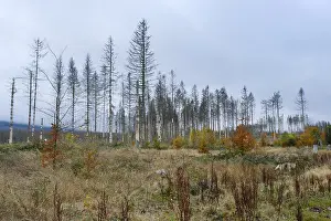 Harz National Park Germany Prints: Deforested area and bare spruces