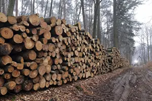 Deserted Woodpile Prints: Deforested tree trunks