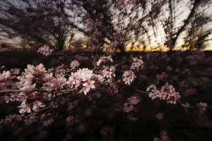 Close Up Cherry Blossoms Prints: Delicate cherry blossoms foreground with a sunset backdrop