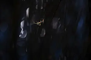 Wildlife Macro Photography Prints: A delicate spider highlighted against a dark