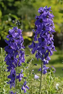 Summer Blossom Photography Prints: Delphinium