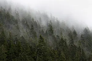 Dense Forest Alaska Prints: Dense forest on mountain slopes