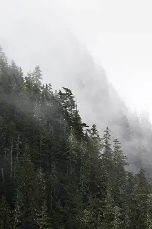 American Wilderness Photography Prints: Dense forest on mountain slopes