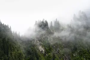 Mountain Slope Scenery Prints: Dense forest on mountain slopes