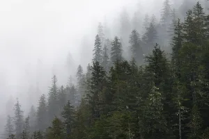 Dense Forest Alaska Prints: Dense forest on mountain slopes