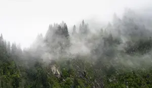 Foggy Atmosphere Photography Prints: Dense forest on mountain slopes