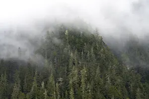 Dense Forest Alaska Prints: Dense forest on mountain slopes