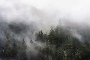 Dense Forest Alaska Prints: Dense forest on mountain slopes