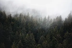 American Wilderness Photography Prints: Dense forest on mountain slopes