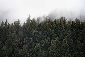 American Wilderness Photography Prints: Dense forest on mountain slopes
