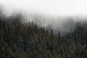 Dense Forest Alaska Prints: Dense forest on mountain slopes