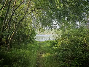 European Water Body Prints: A dense forest with a path that leads to a river