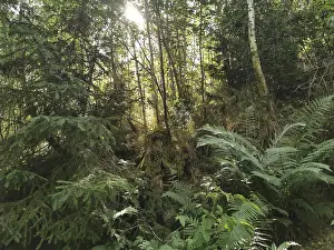 Dense Forest Scenery Prints: Dense forest with sunlight shining through the trees