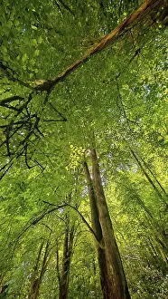 Dense Forest Prints: Dense forest with tall trees, viewed from below in perspective