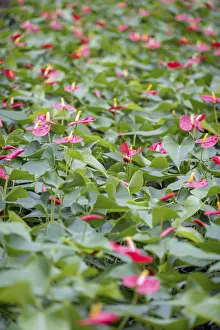 Tropical Plant Prints: A dense patch of Anthurium andraeanum
