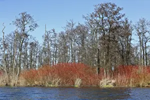Nature Park Peenetal Prints: Dense red bushes in front of bare trees