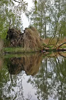 Tree Reflection In Water Prints: Dense tree reflection in water