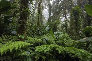 Central America Wilderness Area Prints: Dense vegetation in cloud forest