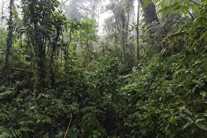 Costa Rican Wilderness Photography Prints: Dense vegetation in cloud forest