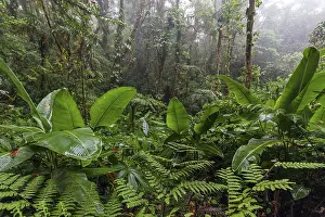 Cloud Forest Vegetation Prints: Dense vegetation in cloud forest