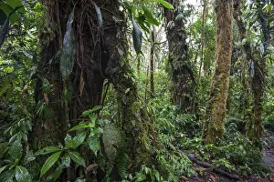 Cloud Forest Vegetation Prints: Dense vegetation in cloud forest