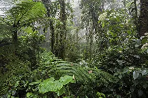 Cloud Forest Vegetation Prints: Dense vegetation in cloud forest