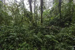 Cloud Forest Vegetation Prints: Dense vegetation in cloud forest