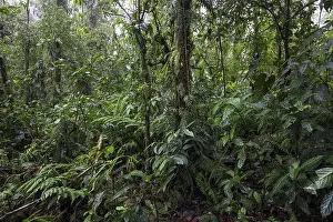 Uninhabited Cloud Forest Landscapes Prints: Dense vegetation in cloud forest