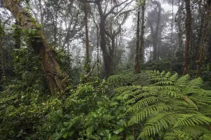 Central America Wilderness Area Prints: Dense vegetation in cloud forest