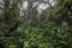 Cloud Forest Vegetation Prints: Dense vegetation in cloud forest