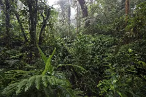 South American Wilderness Prints: Dense vegetation in cloud forest