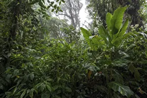 Costa Rica Jungle Scene Prints: Dense vegetation in cloud forest