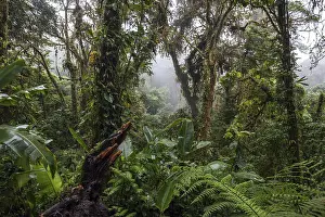 Cloud Forest Vegetation Prints: Dense vegetation in cloud forest