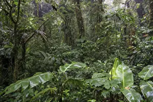 South American Rainforest Scenery Prints: Dense vegetation in cloud forest