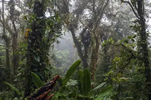 Cloud Forest Prints: Dense vegetation in cloud forest